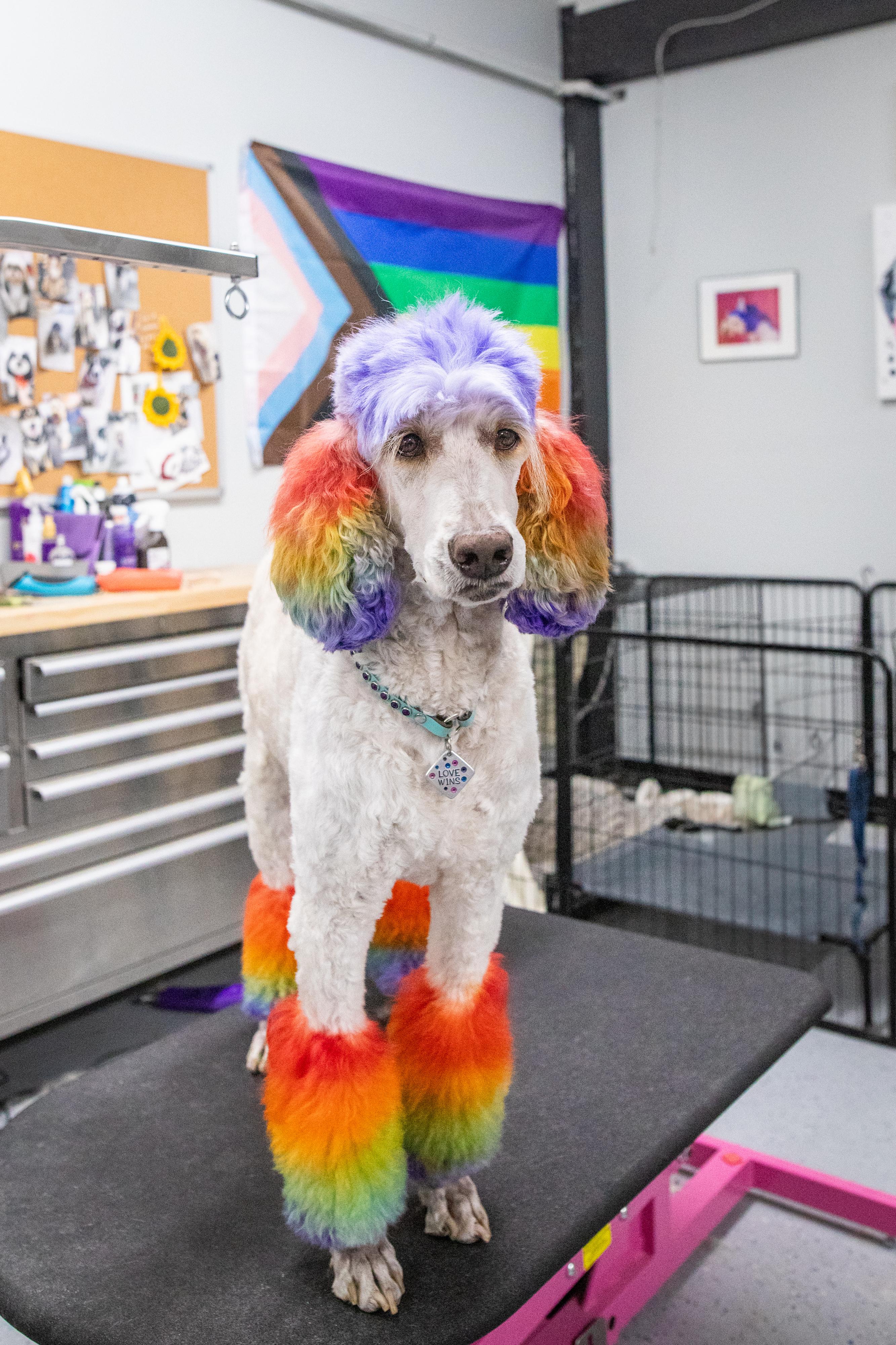 Addie, a dog with rainbow-colored fur, waiting in the grooming area