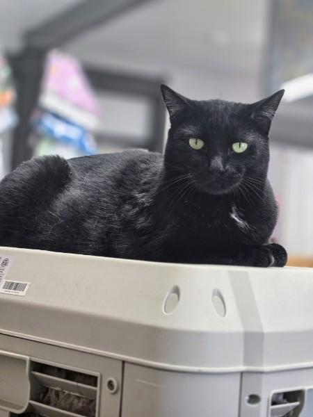 Walter the cat, lounging on a grooming station