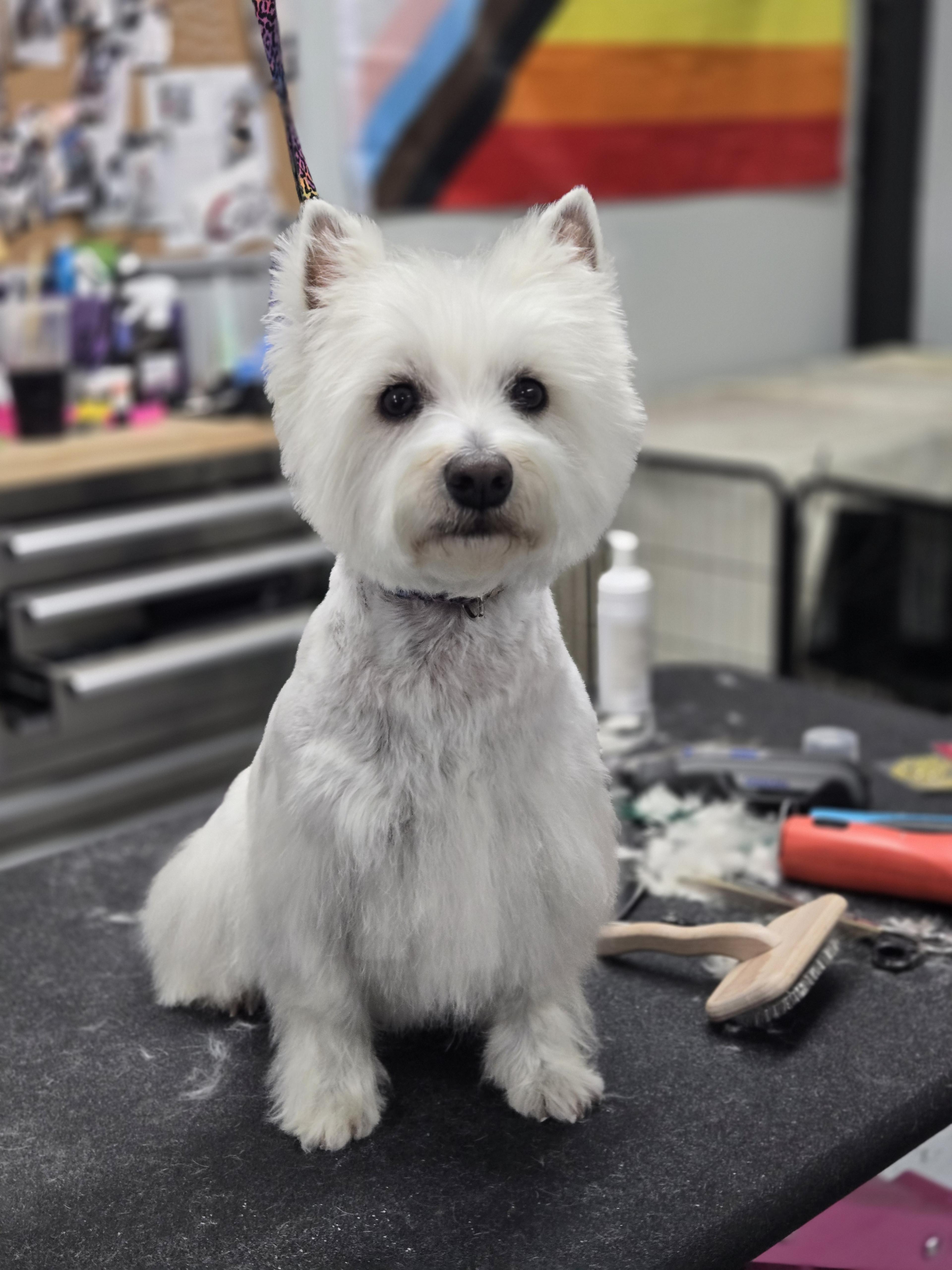 Groomed dog 3