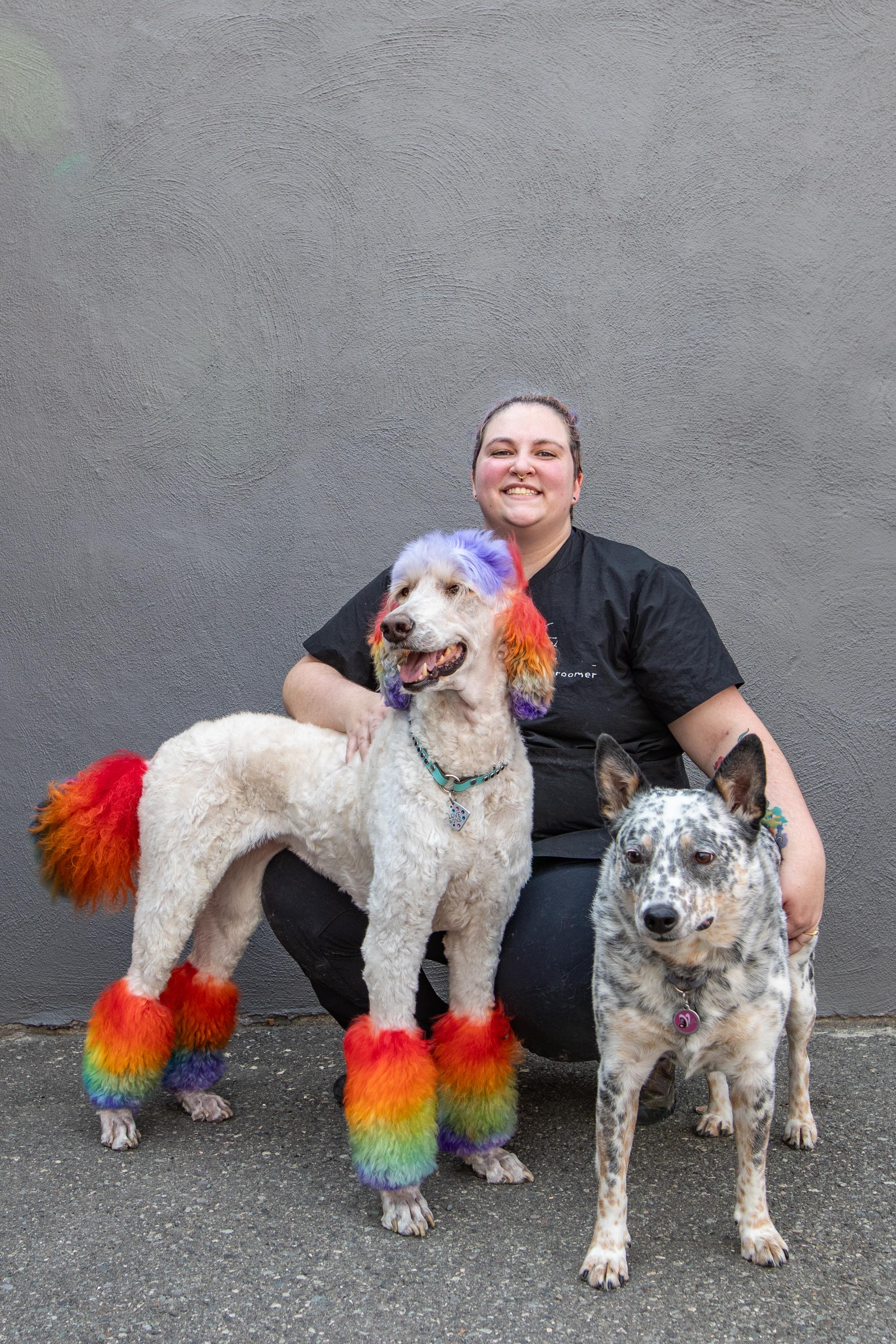 Groomed dog 42