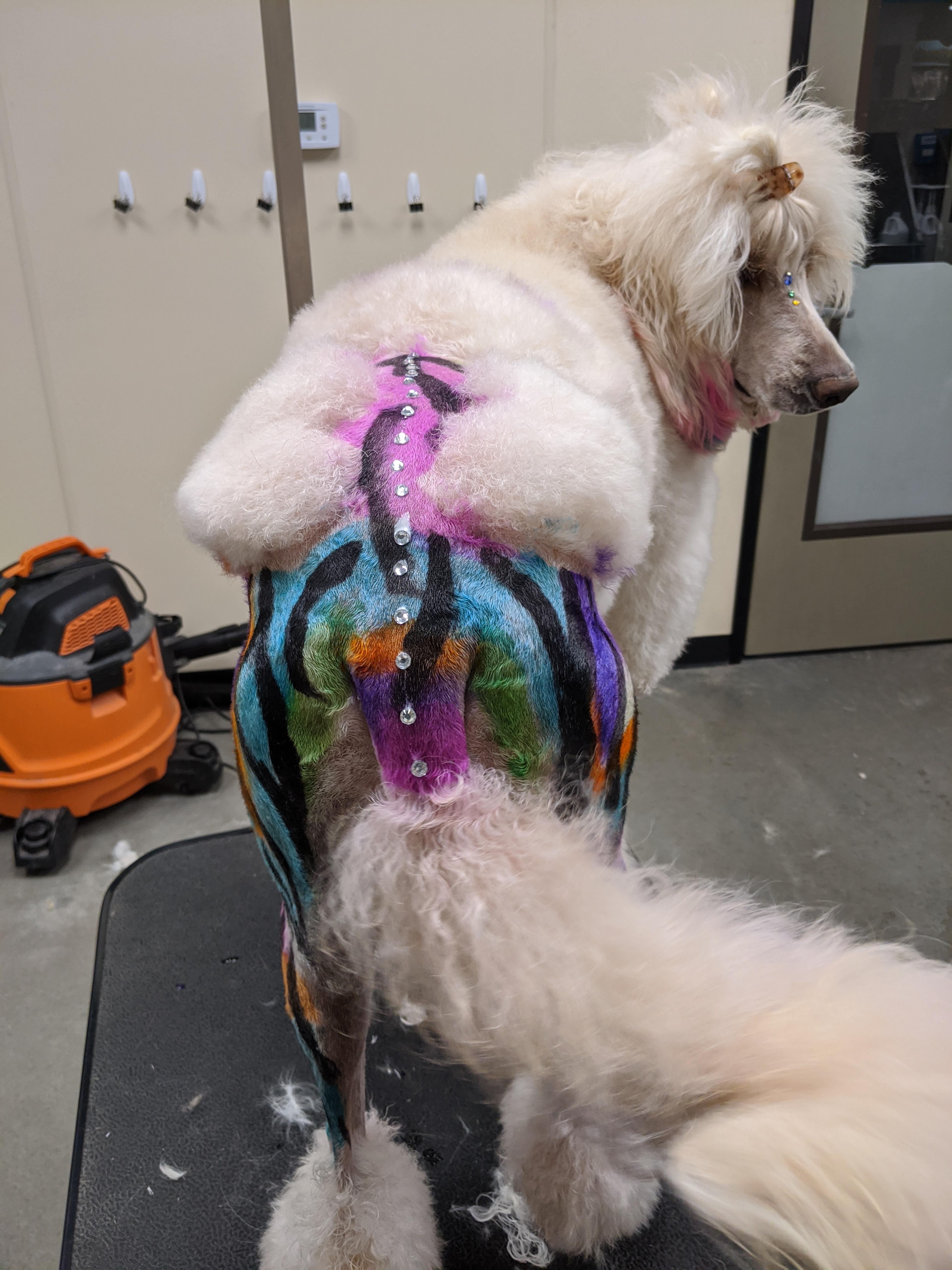 Groomed dog 49