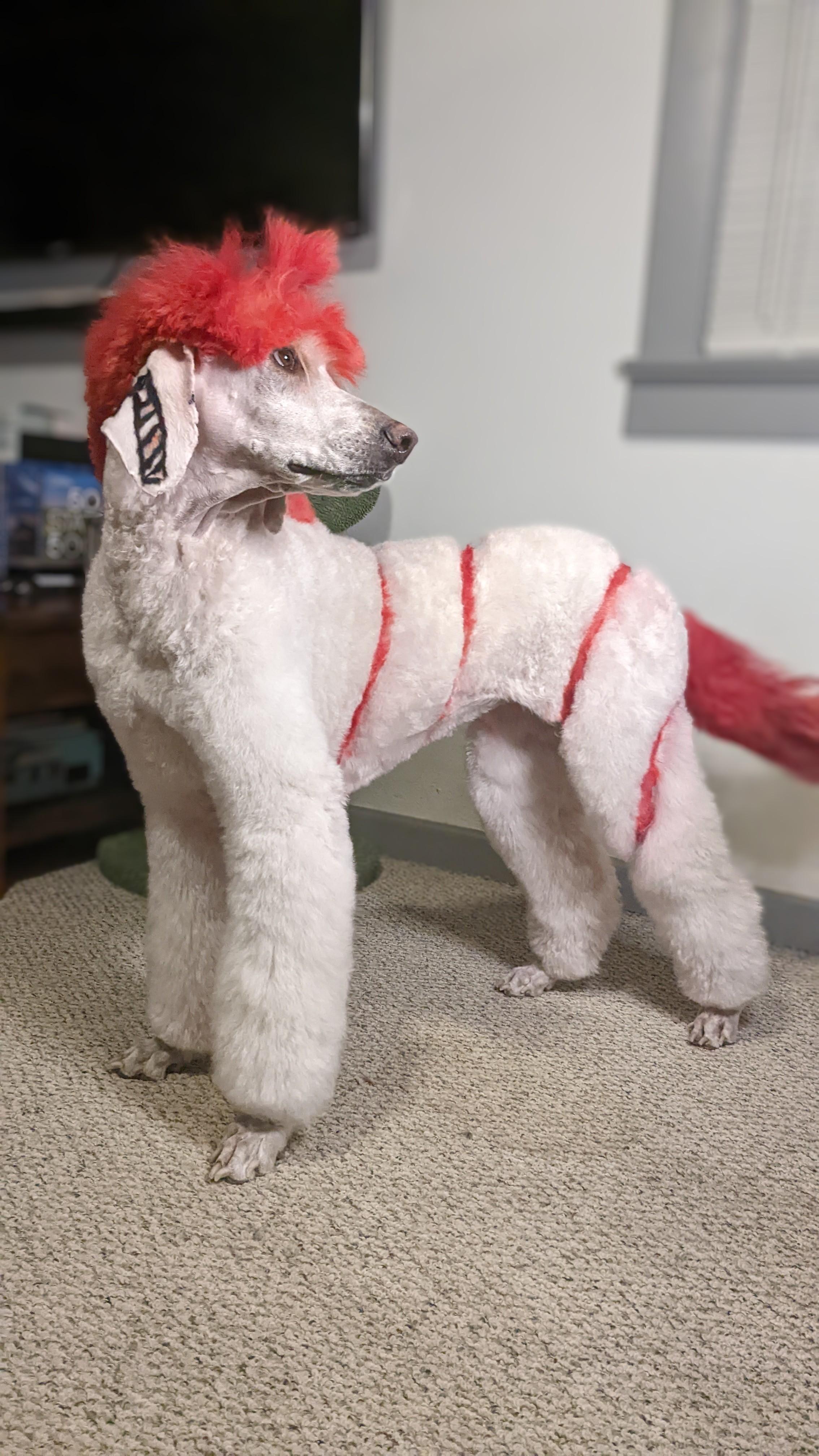 Groomed dog 54