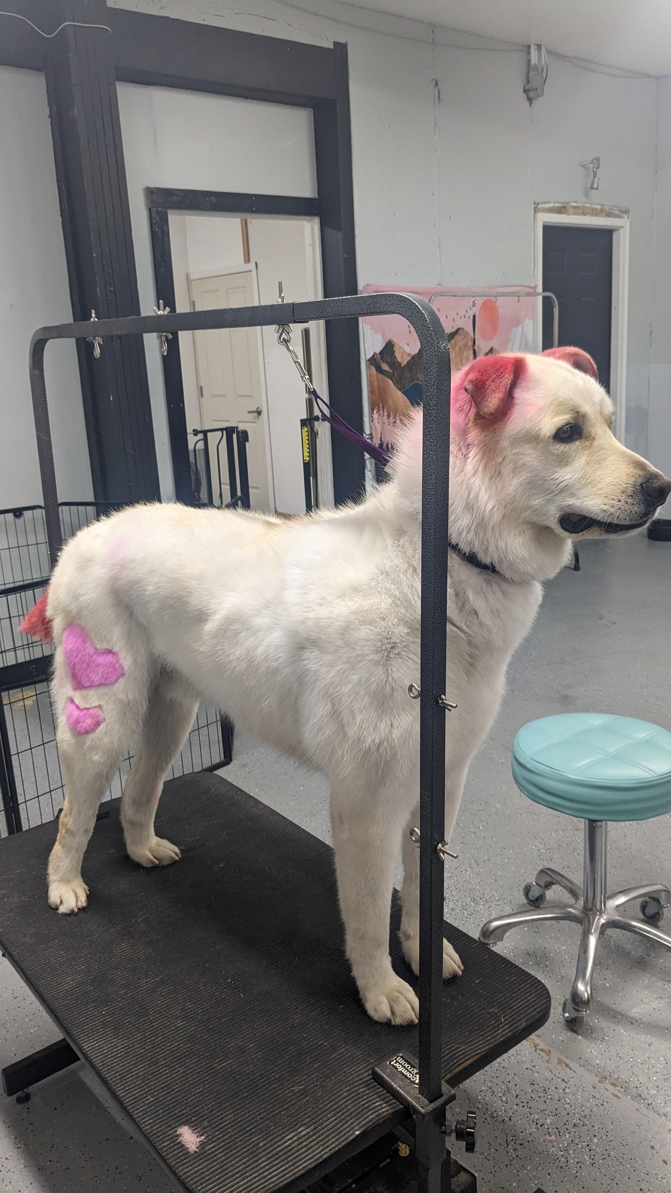 Groomed dog 55