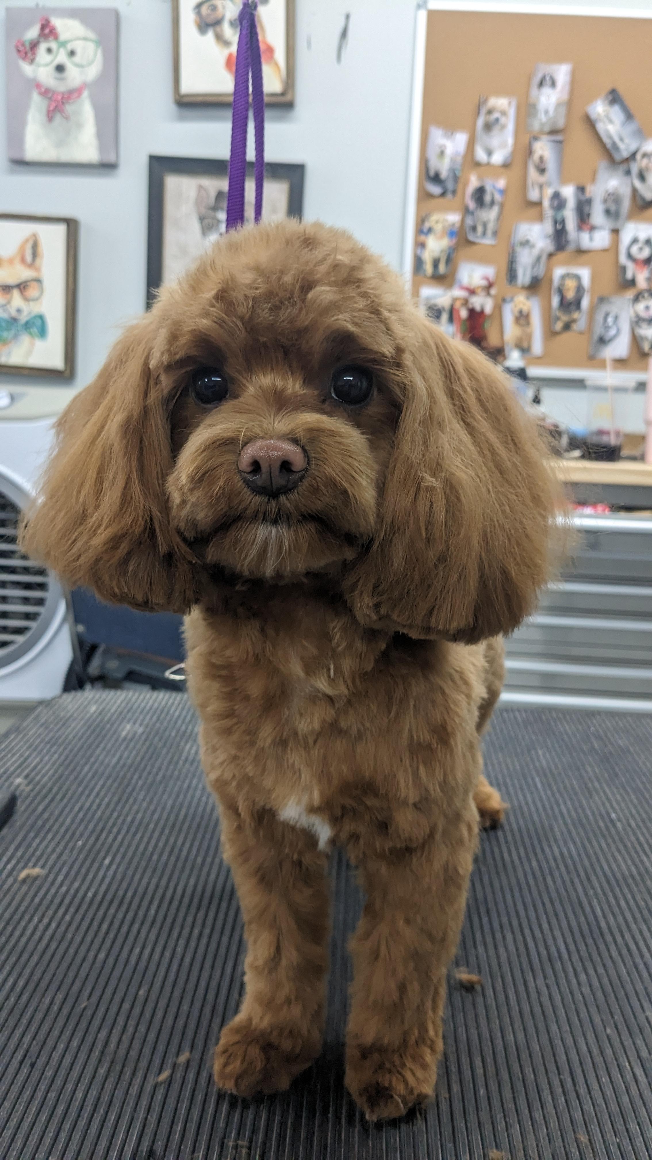 Groomed dog 71