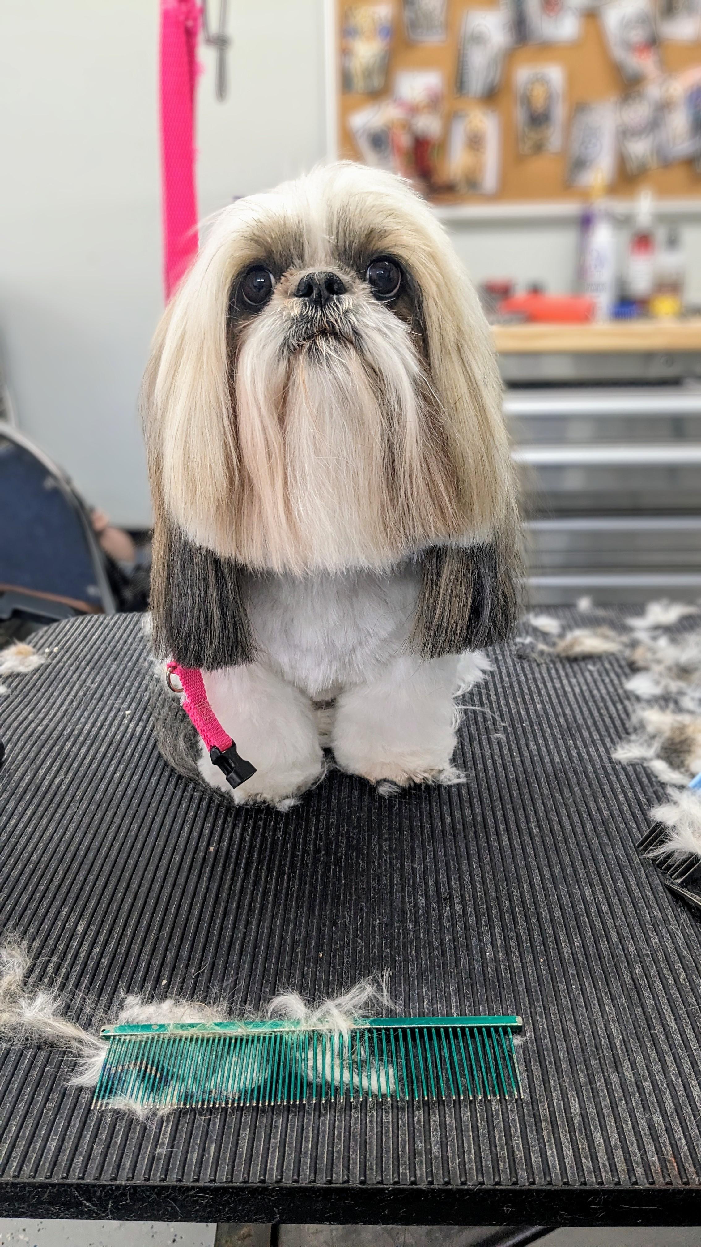 Groomed dog 74